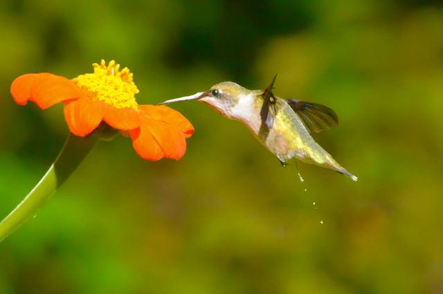 2208 Poe Road, Soddy Daisy, TN 37379