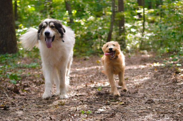 2208 Poe Road, Soddy Daisy, TN 37379