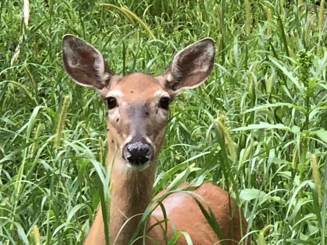 1260 Four Winds WAY, Hartland, WI 53029