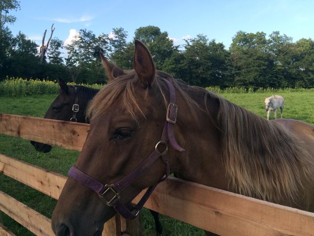 520 Chrisman Oaks Trail, Nicholasville, KY 40356