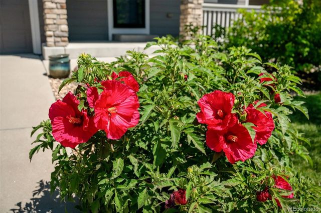 7641 Blue Water Drive, Castle Rock, CO 80108