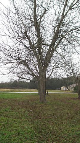 7017 Caldwell Road, Hitchcock, TX 77563