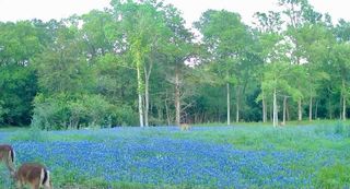 8318 Timber Bridge Lane, Chappell Hill, TX 77426