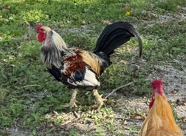 17405 S Garnett Road, Bixby, OK 74008