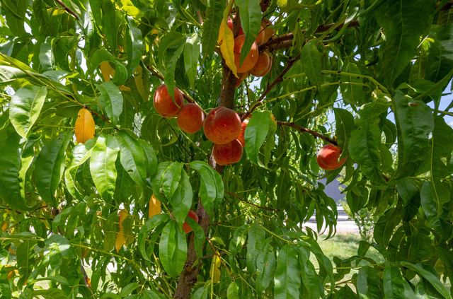 903 26 Road, Grand Junction, CO 81506