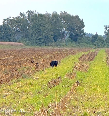 1591 Pat'S Road, Pantego, NC 27860