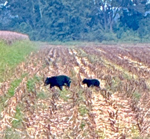 1591 Pat'S Road, Pantego, NC 27860