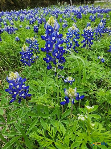 370 County Road 3106, Kempner, TX 76539