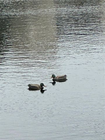 821 PATRICIA AVENUE 106, Dunedin, FL 34698