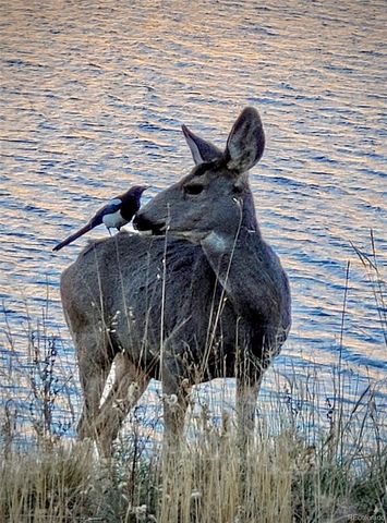 413 W Lake Drive, Divide, CO 80814