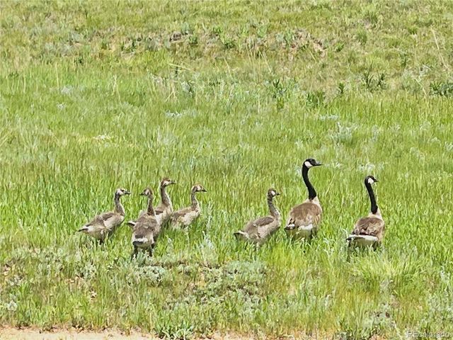 413 W Lake Drive, Divide, CO 80814