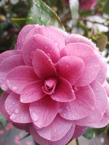 269 Montgomery Dr, Mokelumne Hill, CA 95245