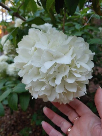 269 Montgomery Dr, Mokelumne Hill, CA 95245