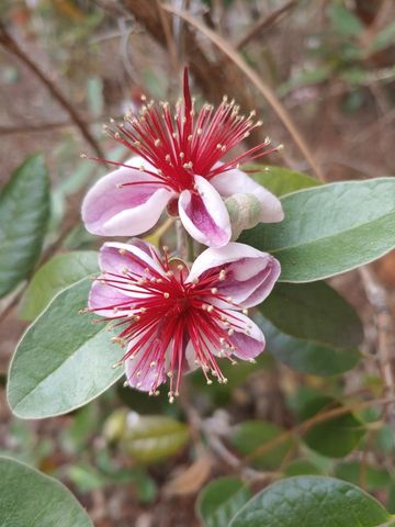 269 Montgomery Dr, Mokelumne Hill, CA 95245