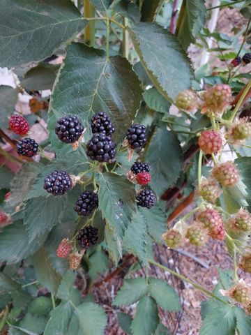 269 Montgomery Dr, Mokelumne Hill, CA 95245