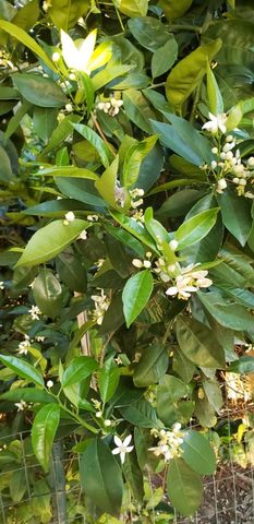 269 Montgomery Dr, Mokelumne Hill, CA 95245