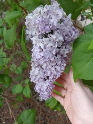 269 Montgomery Dr, Mokelumne Hill, CA 95245