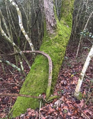 1803 Doe Run Drive, Cistern, TX 78959