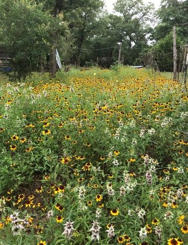 1803 Doe Run Drive, Cistern, TX 78959