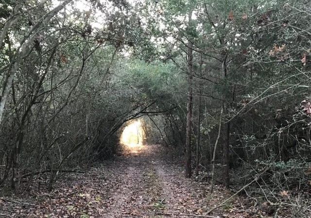 1803 Doe Run Drive, Cistern, TX 78959