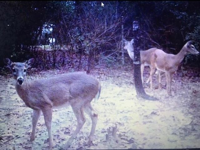 1803 Doe Run Drive, Cistern, TX 78959