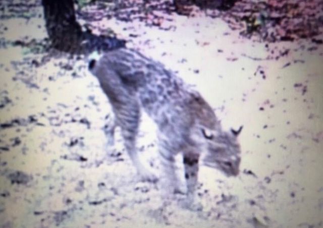 1803 Doe Run Drive, Cistern, TX 78959