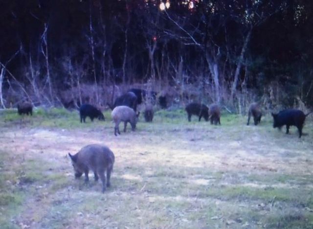 1803 Doe Run Drive, Cistern, TX 78959