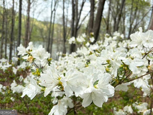 251 Walnut Road 4, Blairsville, GA 30512