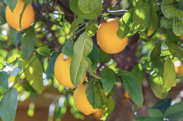 7577 7577 Portree DR, San Jose, CA 95135