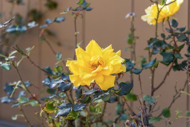 7577 7577 Portree DR, San Jose, CA 95135