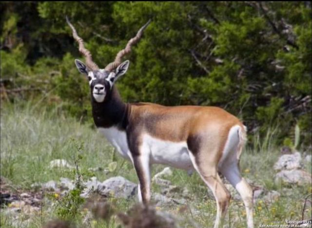 2724 Sd 24910, Rocksprings, TX 78880