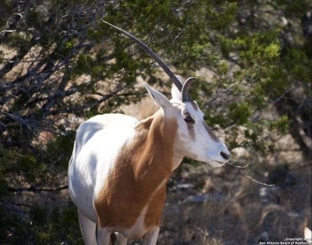 2724 Sd 24910, Rocksprings, TX 78880