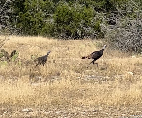 2724 Sd 24910, Rocksprings, TX 78880