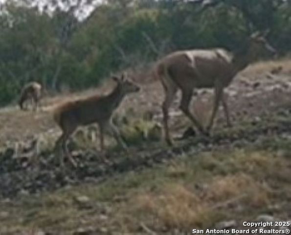 2724 Sd 24910, Rocksprings, TX 78880