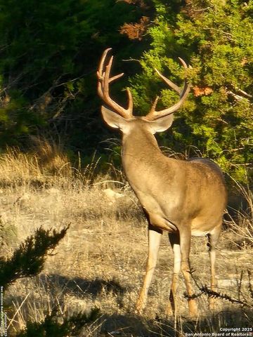 2724 Sd 24910, Rocksprings, TX 78880