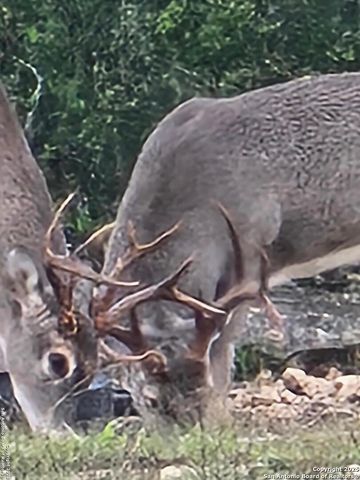 2724 Sd 24910, Rocksprings, TX 78880