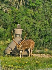 2724 Sd 24910, Rocksprings, TX 78880