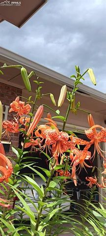 50 N Dartmouth Street, Colorado Springs, CO 80911