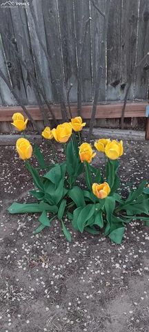 50 N Dartmouth Street, Colorado Springs, CO 80911