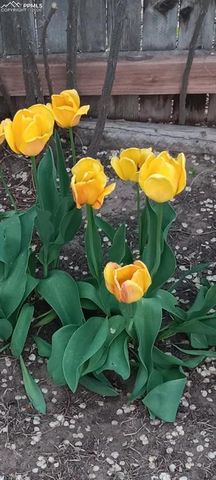 50 N Dartmouth Street, Colorado Springs, CO 80911