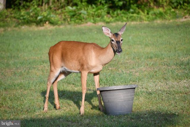 770 POPLAR RD, Stafford, VA 22556