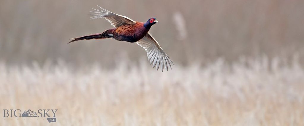 4150 Penwell Bridge Road Road, Belgrade, MT 59714 photo 9