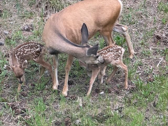 4619 Mohawk Drive, Larkspur, CO 80118