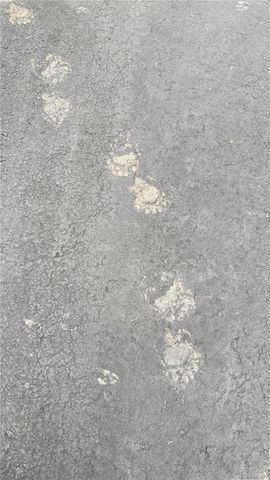 4619 Mohawk Drive, Larkspur, CO 80118