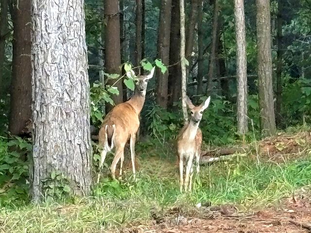 396 Mt. Springer Road, Ellijay, GA 30540