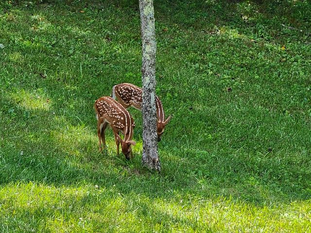 20731 State Route 664 S, South Bloomingville, OH 43152