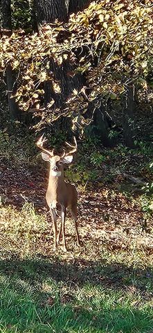 20731 State Route 664 S, South Bloomingville, OH 43152