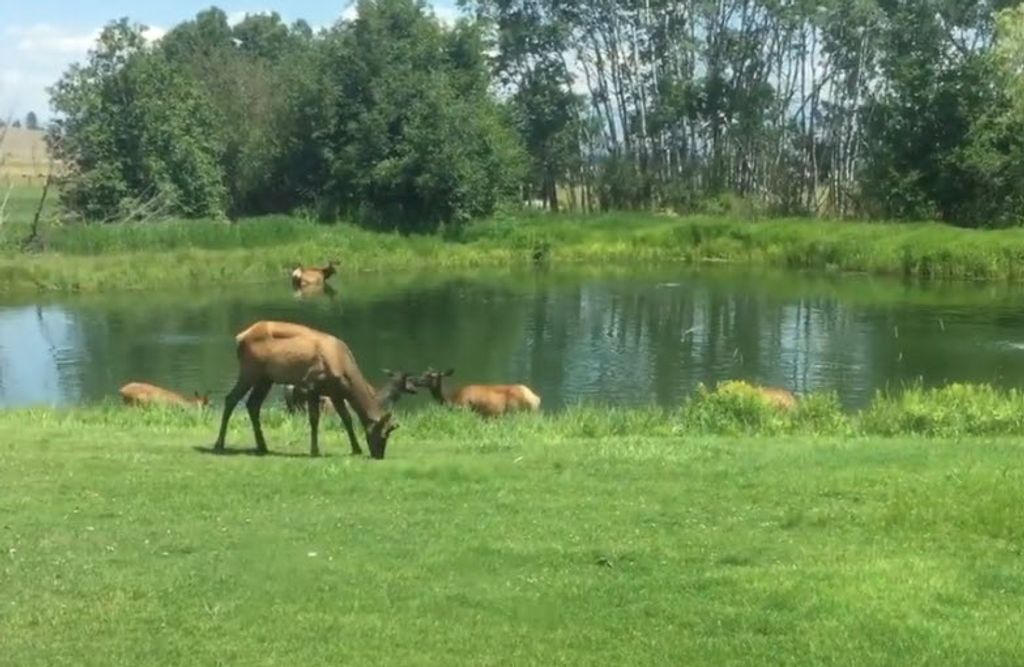 635 Sweathouse Creek Road, Victor, MT 59875 photo 83