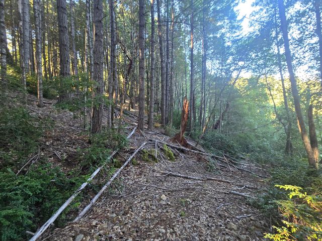 8750 Wilder Ridge Road, Ettersburg, CA 95542