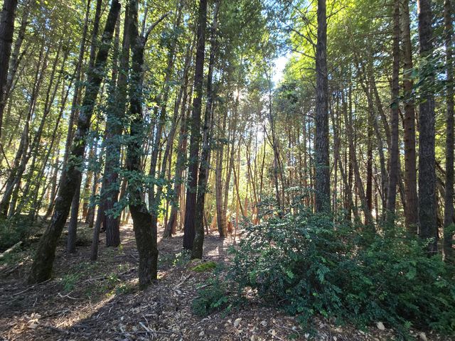 8750 Wilder Ridge Road, Ettersburg, CA 95542